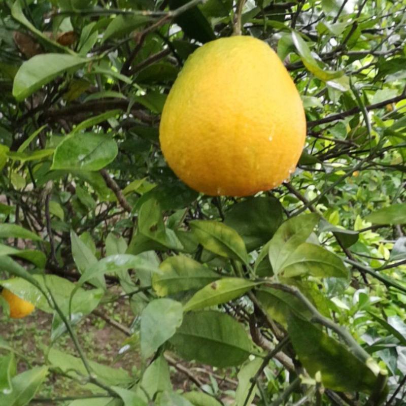 口感超甜的长虹脐橙