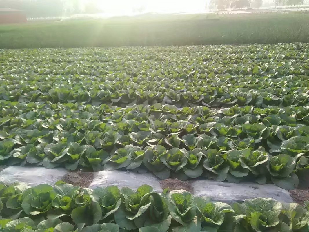 图中展示湖北地区青菜娃娃菜的田间种植情况,叶片厚实,长势良好 娃娃菜田间种植图