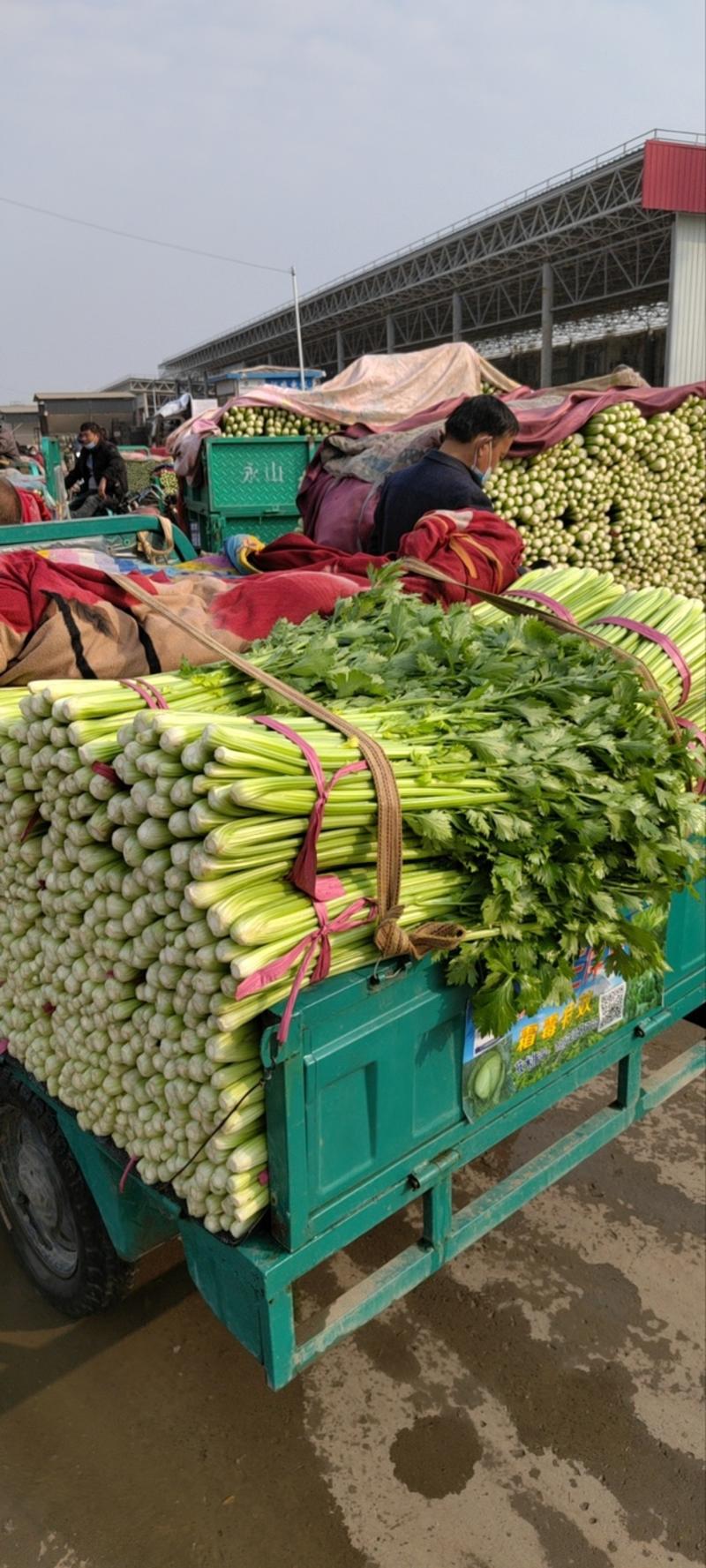 皇后芹菜，河北邯郸芹菜，大量供应精品，质量三包