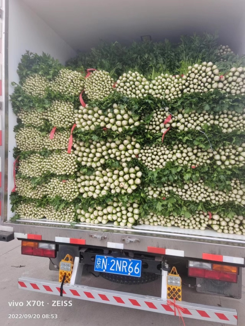 皇后芹菜，河北邯郸芹菜，大量供应精品，质量三包