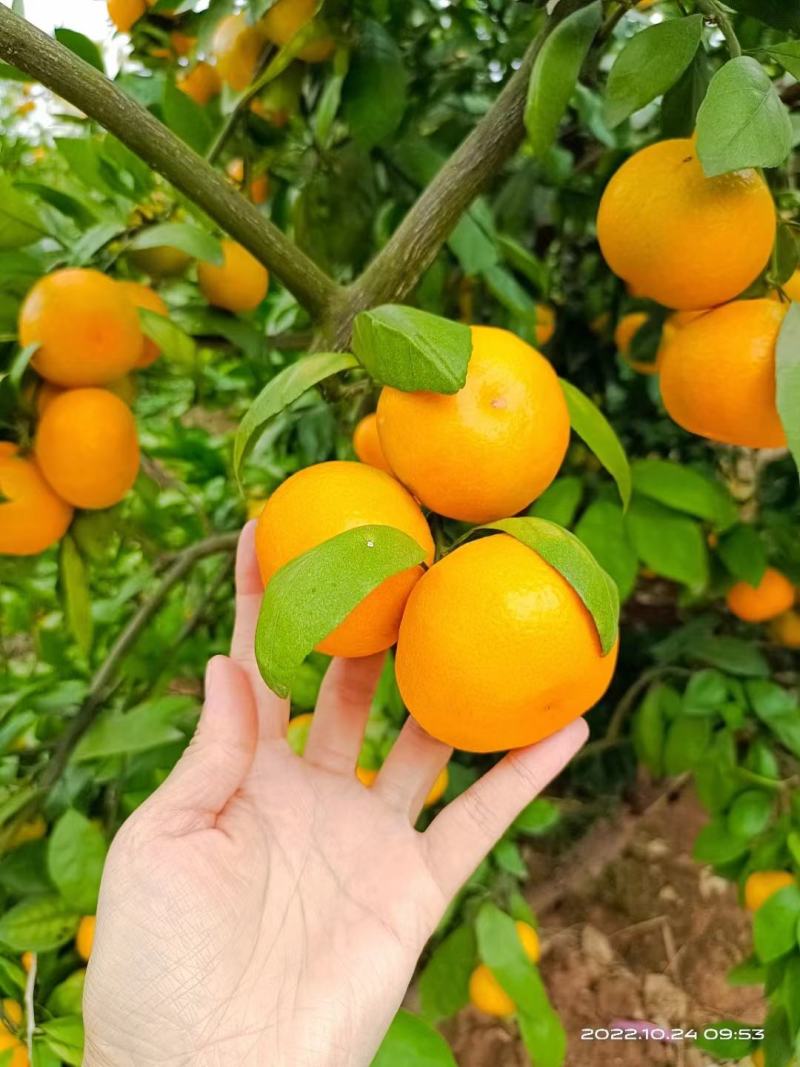 云南蜜橘，一手货源，对接电商，市场，社区团购，外贸出口，