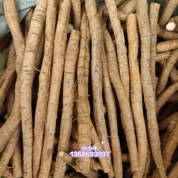 黄皮老身大叶牛大力现货，小小牛批发价11元一斤
