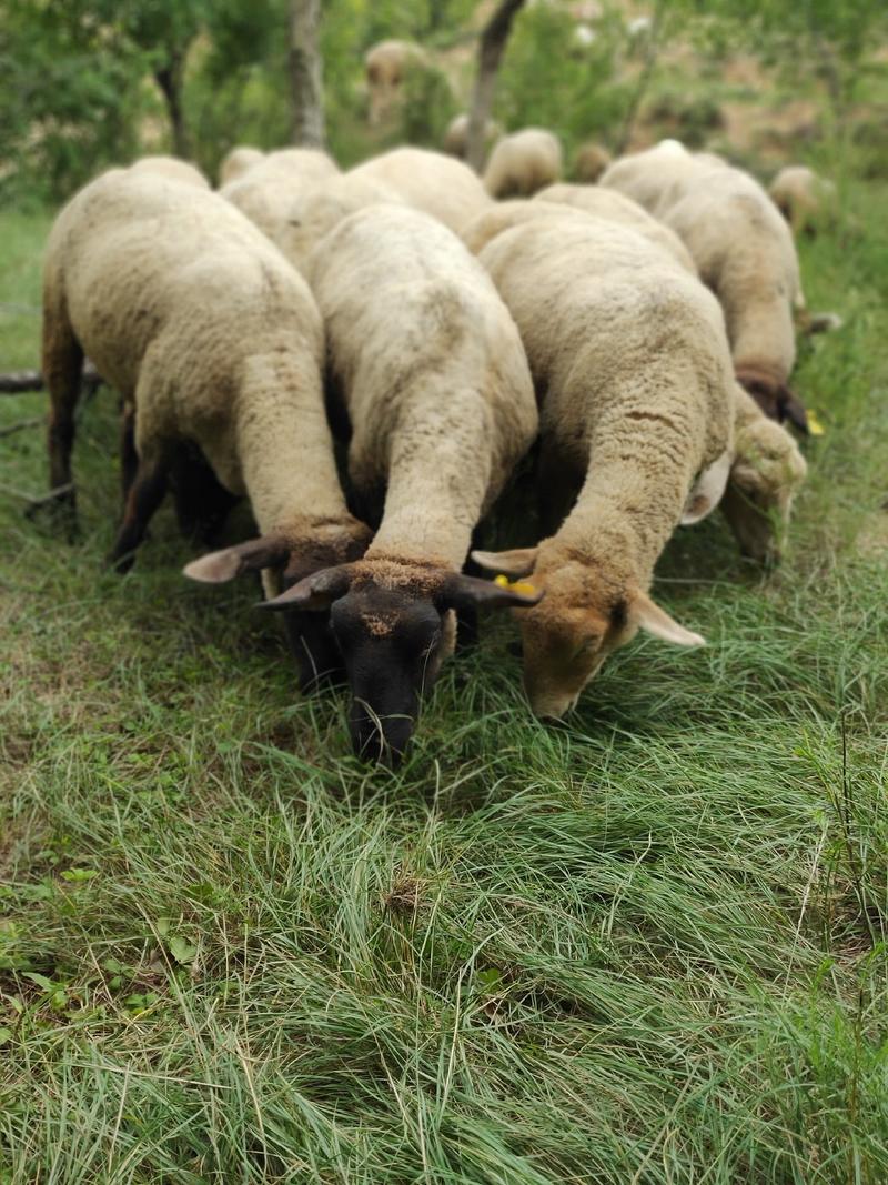 萨富克羊羔，种羊