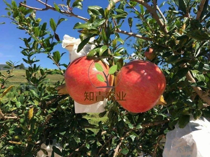 突尼斯软籽石榴树苗嫁接苗包成活包结果支持技术指导可签合同