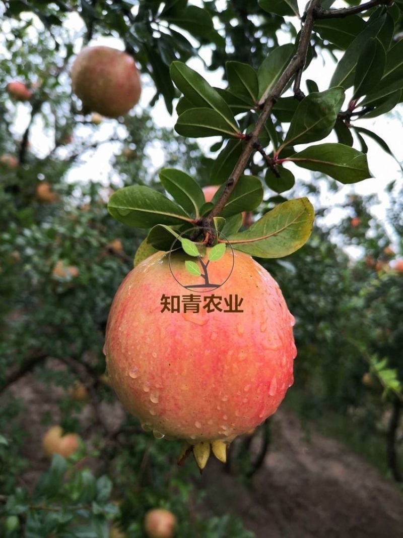 突尼斯软籽石榴树苗嫁接苗包成活包结果支持技术指导可签合同