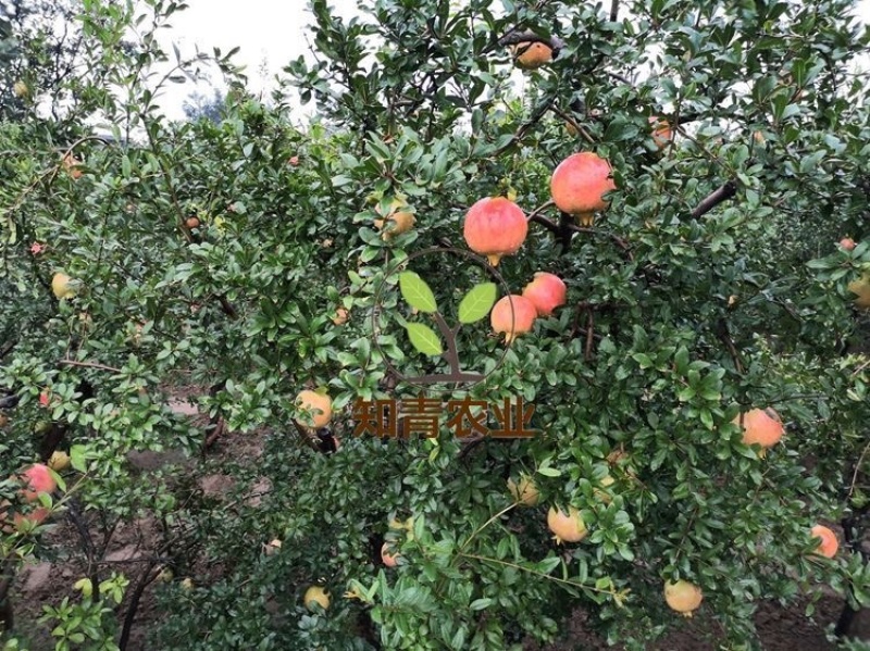突尼斯软籽石榴树苗嫁接苗包成活包结果支持技术指导可签合同