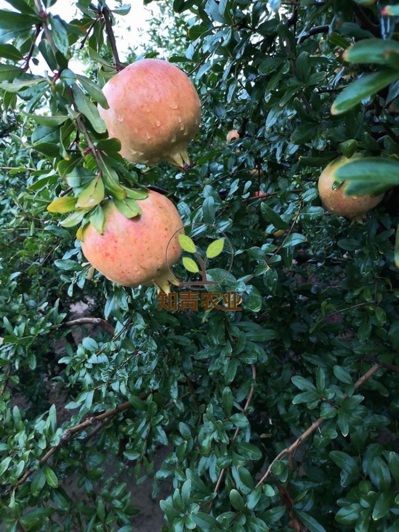 突尼斯软籽石榴树苗嫁接苗包成活包结果支持技术指导可签合同