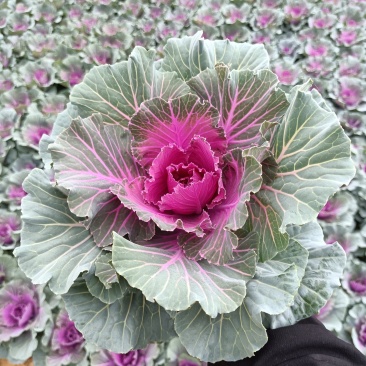 羽衣甘蓝玫瑰甘蓝耐寒组摆花卉产地直发
