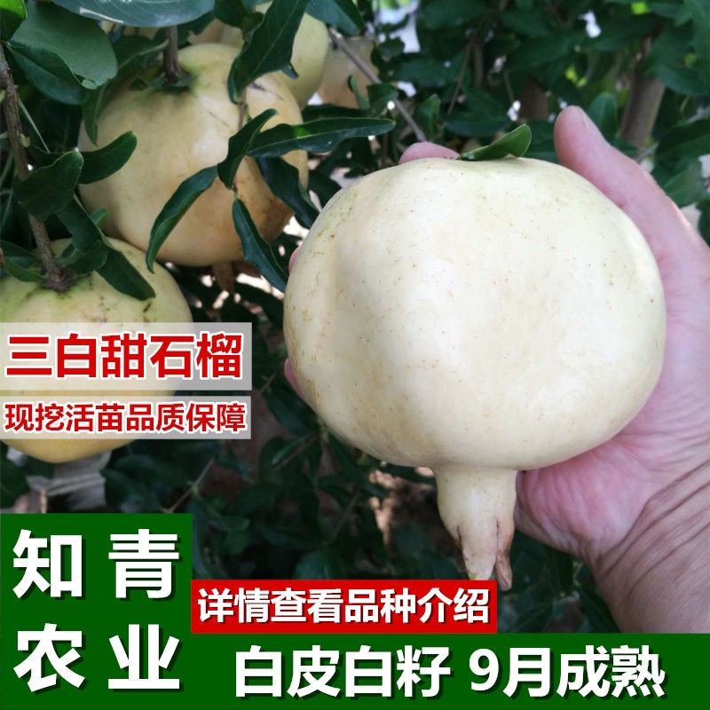三白甜石榴树苗嫁接苗包成活包结果支持技术指导可签合同