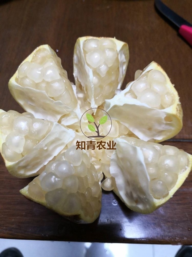 三白甜石榴树苗嫁接苗包成活包结果支持技术指导可签合同