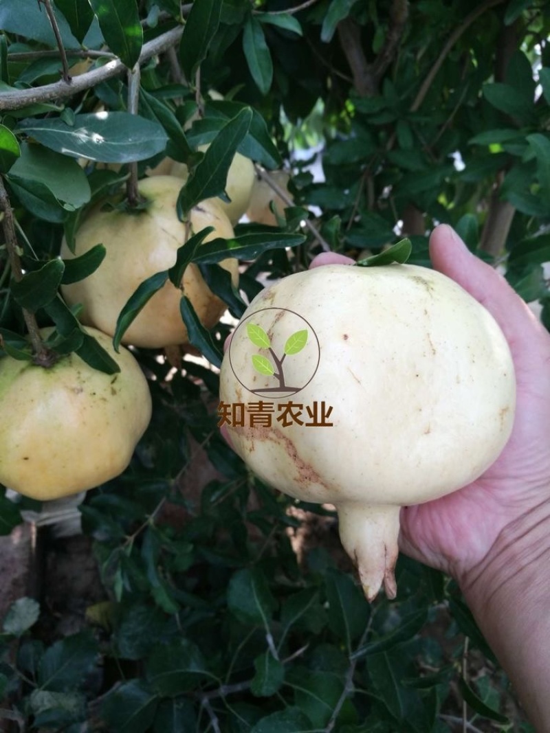 三白甜石榴树苗嫁接苗包成活包结果支持技术指导可签合同