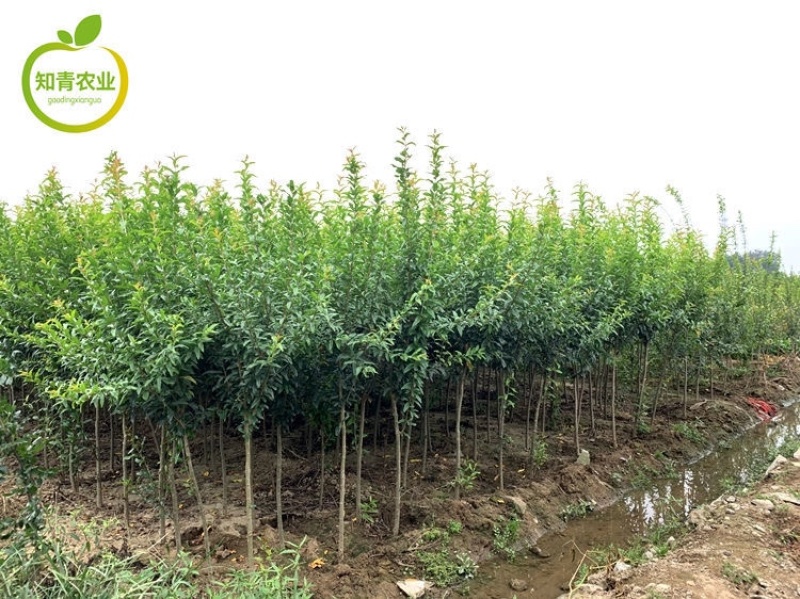 三白甜石榴树苗嫁接苗包成活包结果支持技术指导可签合同