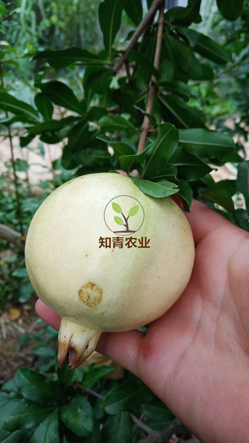 三白甜石榴树苗嫁接苗包成活包结果支持技术指导可签合同
