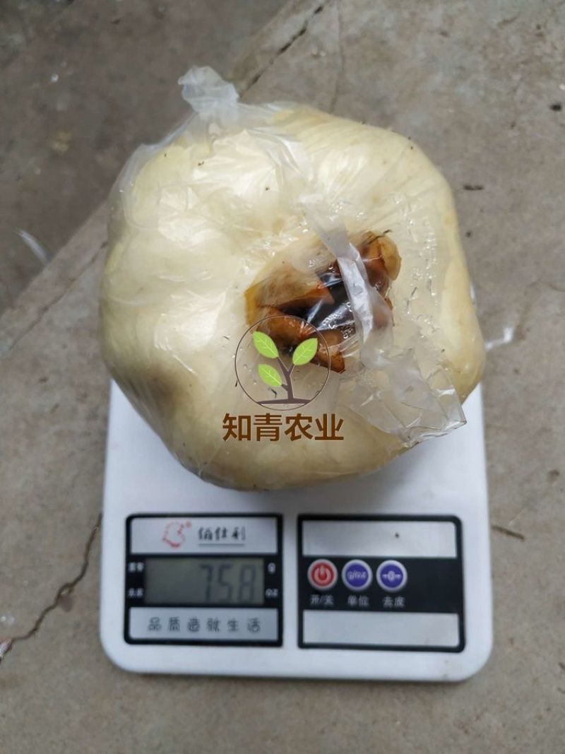 三白甜石榴树苗嫁接苗包成活包结果支持技术指导可签合同