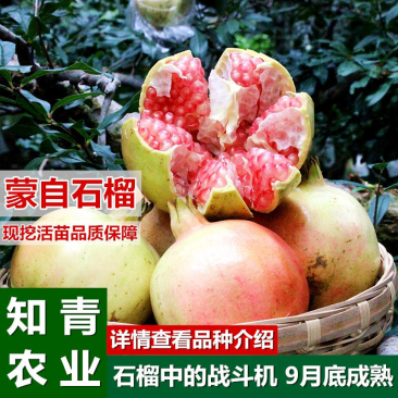蒙自石榴石榴树苗嫁接苗包成活包结果支持技术指导可签合同