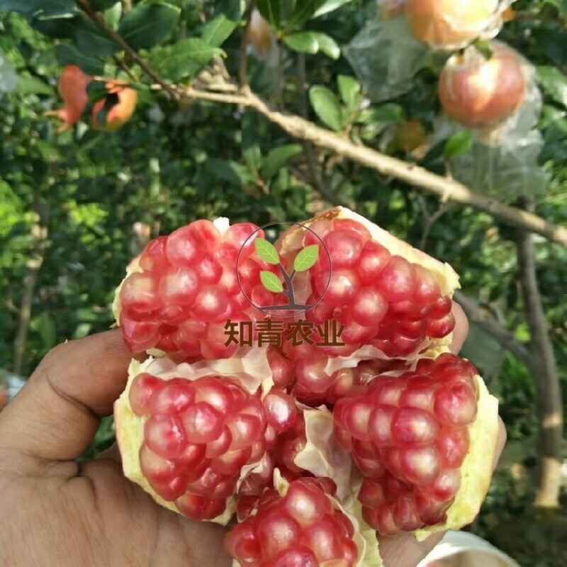 蒙自石榴石榴树苗嫁接苗包成活包结果支持技术指导可签合同