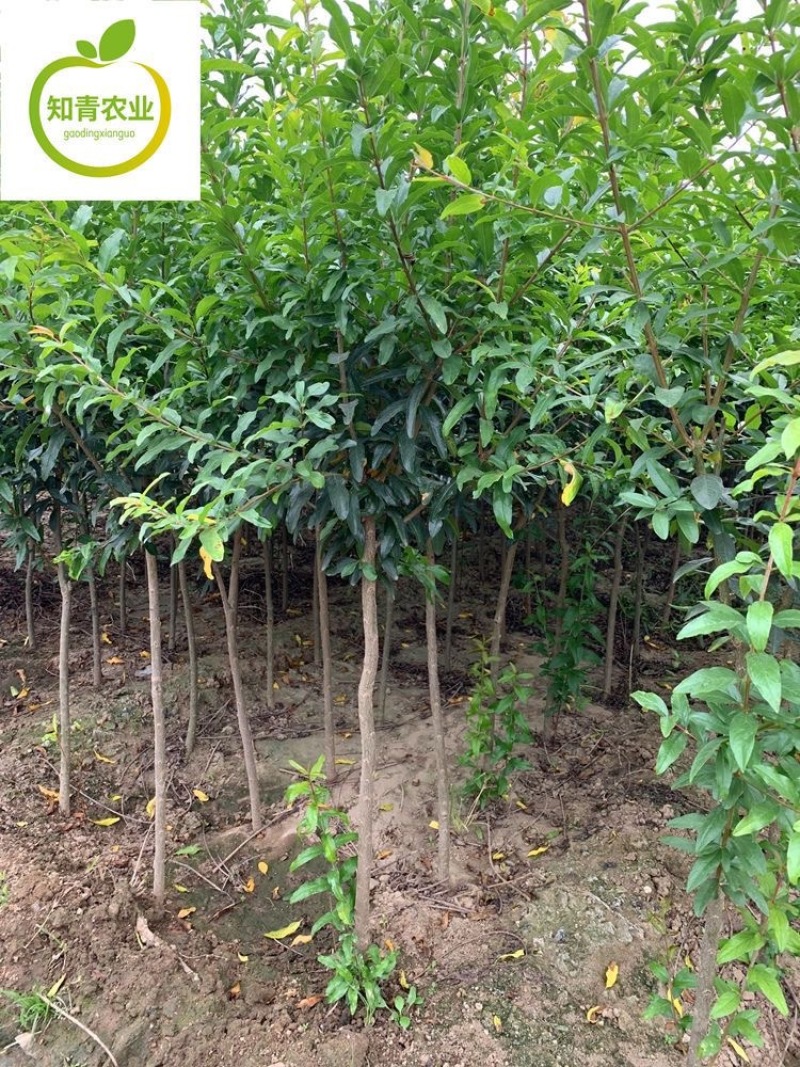 蒙自石榴石榴树苗嫁接苗包成活包结果支持技术指导可签合同
