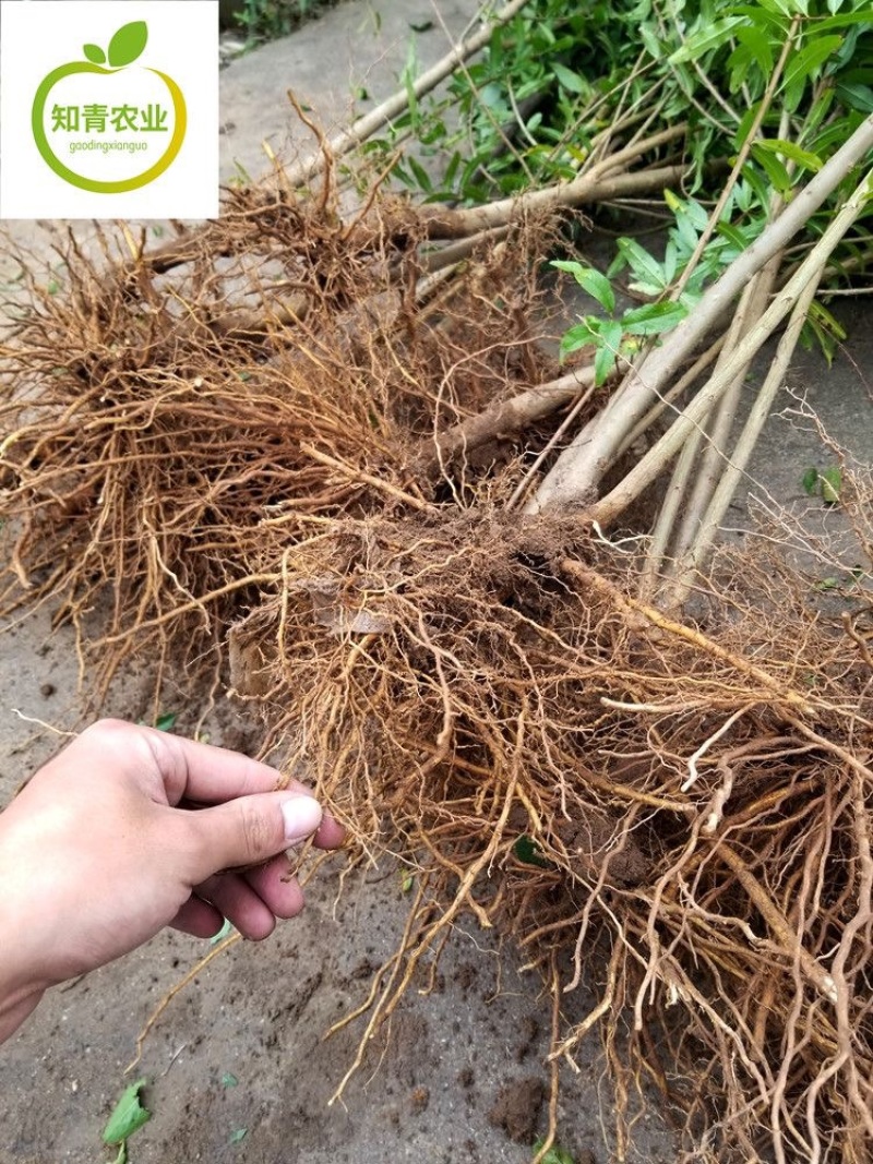 蒙自石榴石榴树苗嫁接苗包成活包结果支持技术指导可签合同
