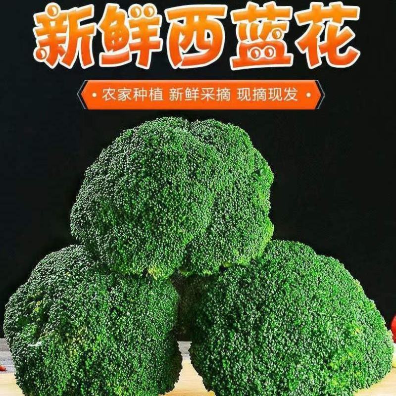 【实力】产地西兰花正在上市中，个头均匀，色泽青秀质优价廉