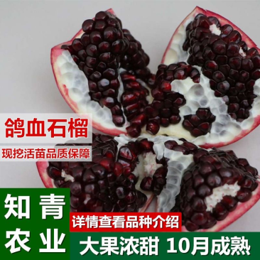 鸽血石榴石榴树苗嫁接苗包成活包结果支持技术指导可签合同