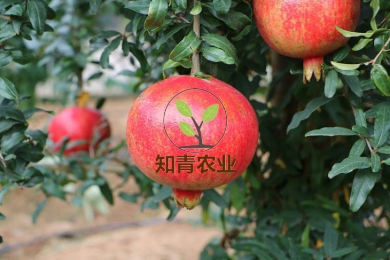 鸽血石榴石榴树苗嫁接苗包成活包结果支持技术指导可签合同