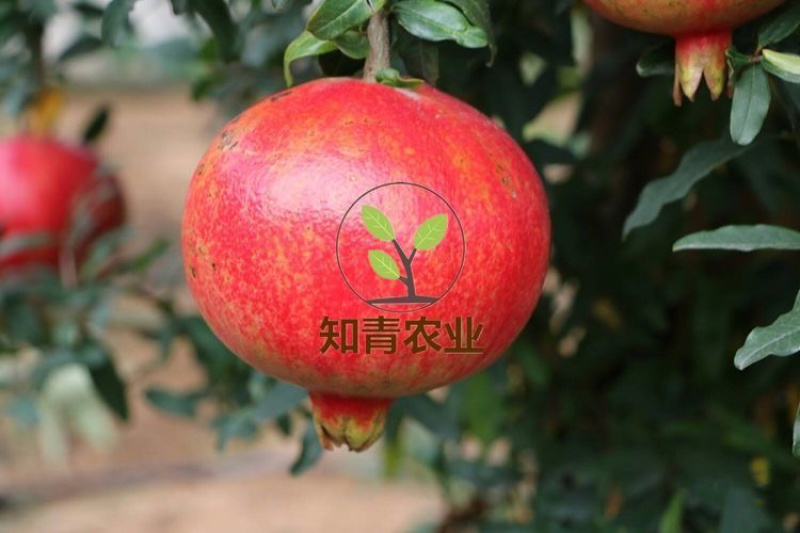 鸽血石榴石榴树苗嫁接苗包成活包结果支持技术指导可签合同