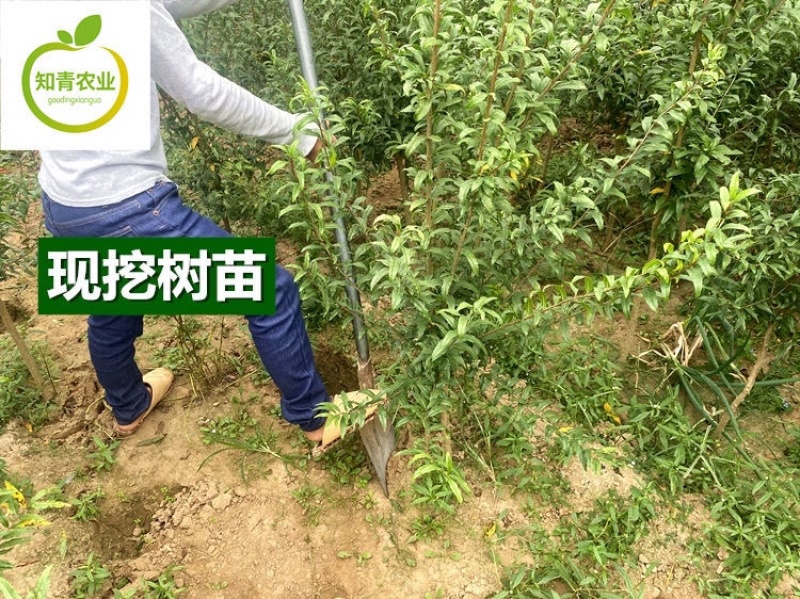 鸽血石榴石榴树苗嫁接苗包成活包结果支持技术指导可签合同