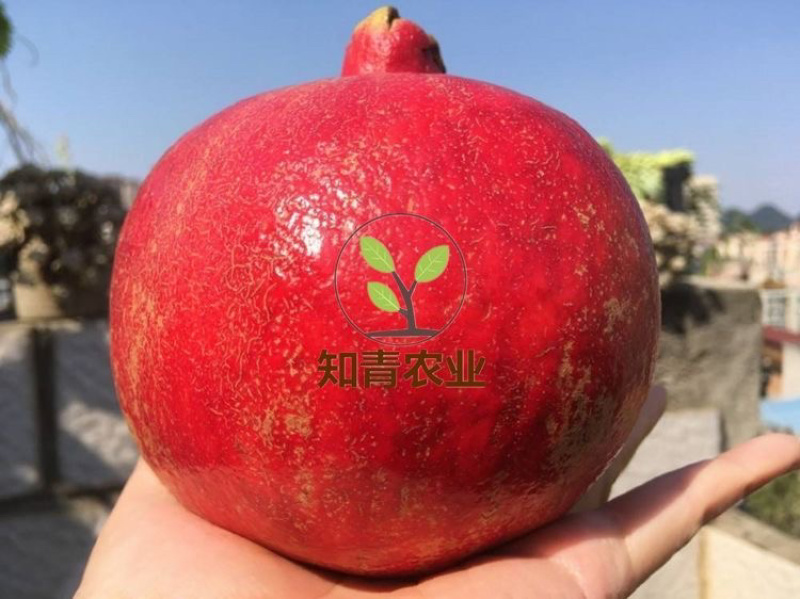 鸽血石榴石榴树苗嫁接苗包成活包结果支持技术指导可签合同