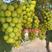 葫芦岛葡萄苗阳光玫瑰葡萄苗纯度可签购苗合同一级苗为标准