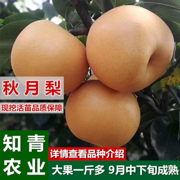 秋月梨梨树苗嫁接苗包成活包结果支持技术指导可签合同