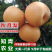 秋月梨梨树苗嫁接苗包成活包结果支持技术指导可签合同