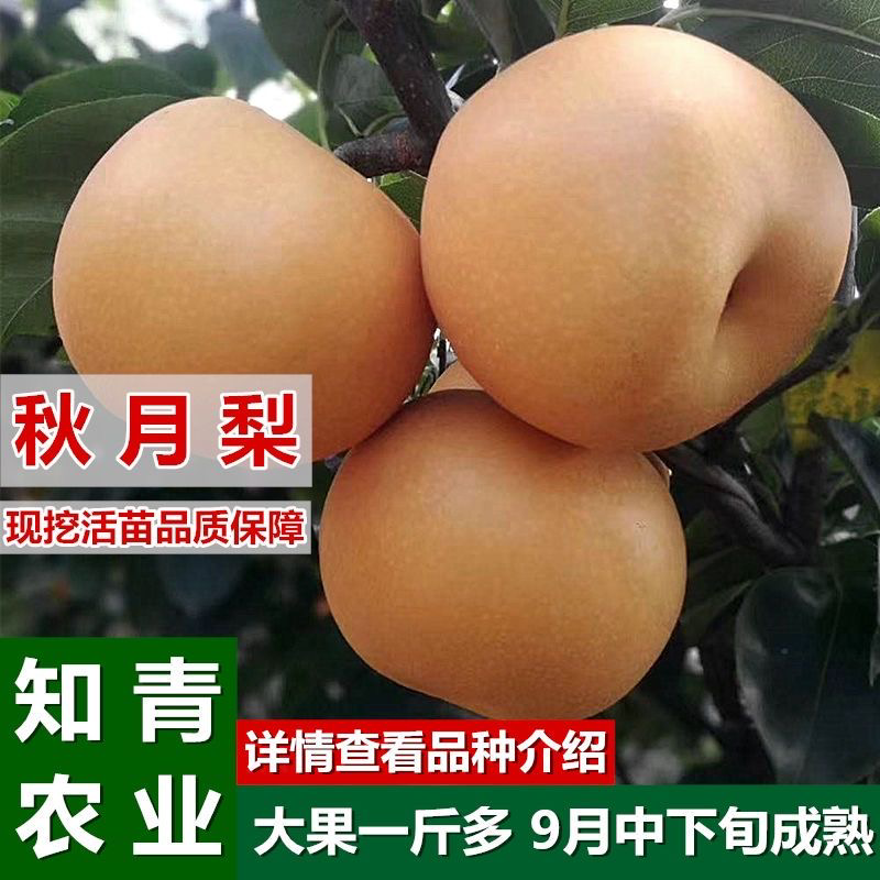 秋月梨梨树苗嫁接苗包成活包结果支持技术指导可签合同