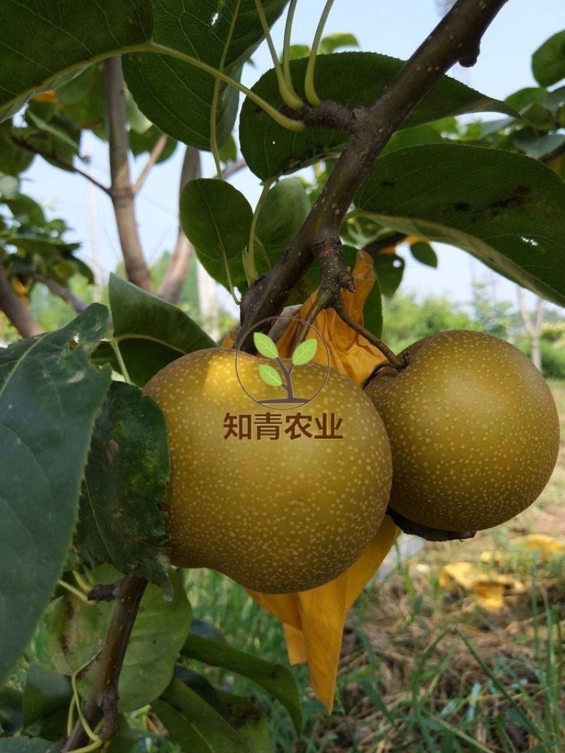 秋月梨梨树苗嫁接苗包成活包结果支持技术指导可签合同