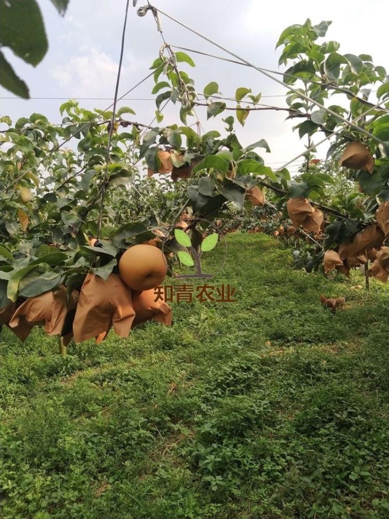 秋月梨梨树苗嫁接苗包成活包结果支持技术指导可签合同