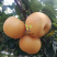 秋月梨梨树苗嫁接苗包成活包结果支持技术指导可签合同