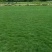 桂林绿化草皮种植基地