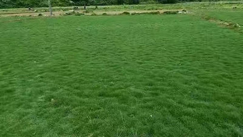 桂林绿化草皮种植基地