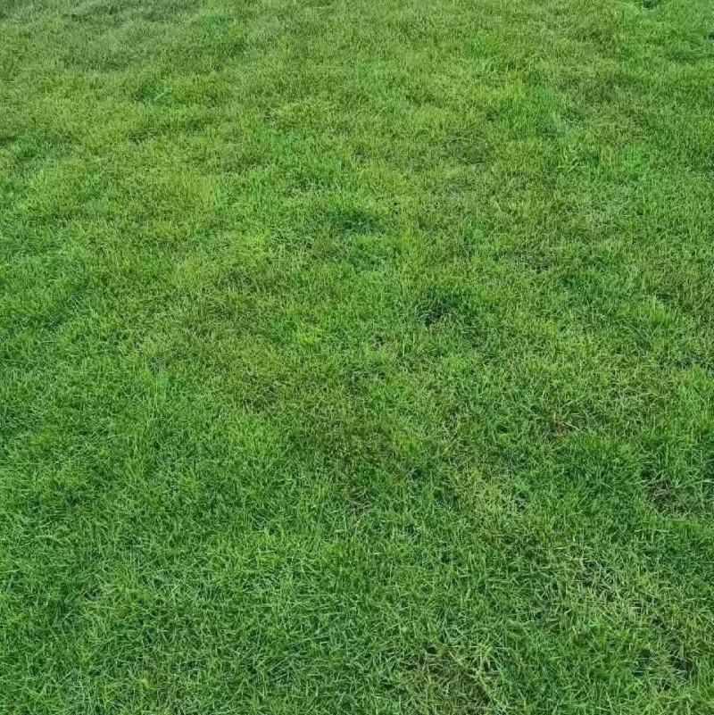 桂林绿化草皮种植基地