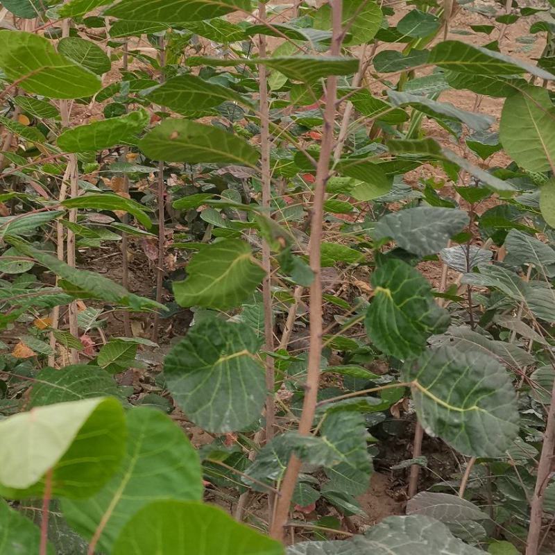 自己家育得黄栌苗，自产自销，无中间商！