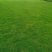 桂林绿化草皮种植基地