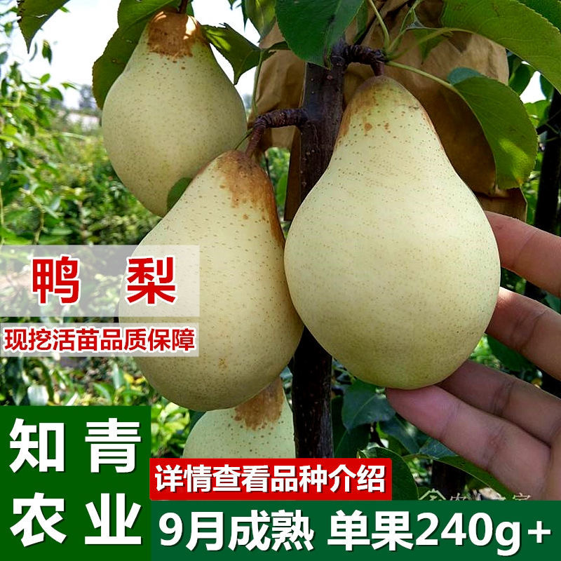 鸭梨梨树苗嫁接苗包成活包结果支持技术指导可签合同