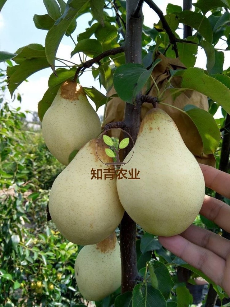 鸭梨梨树苗嫁接苗包成活包结果支持技术指导可签合同