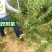 鸭梨梨树苗嫁接苗包成活包结果支持技术指导可签合同