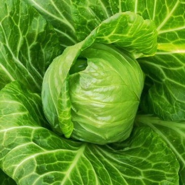 【精品】甘蓝圆包菜大量上市个头均匀净菜货源充足欢迎选购