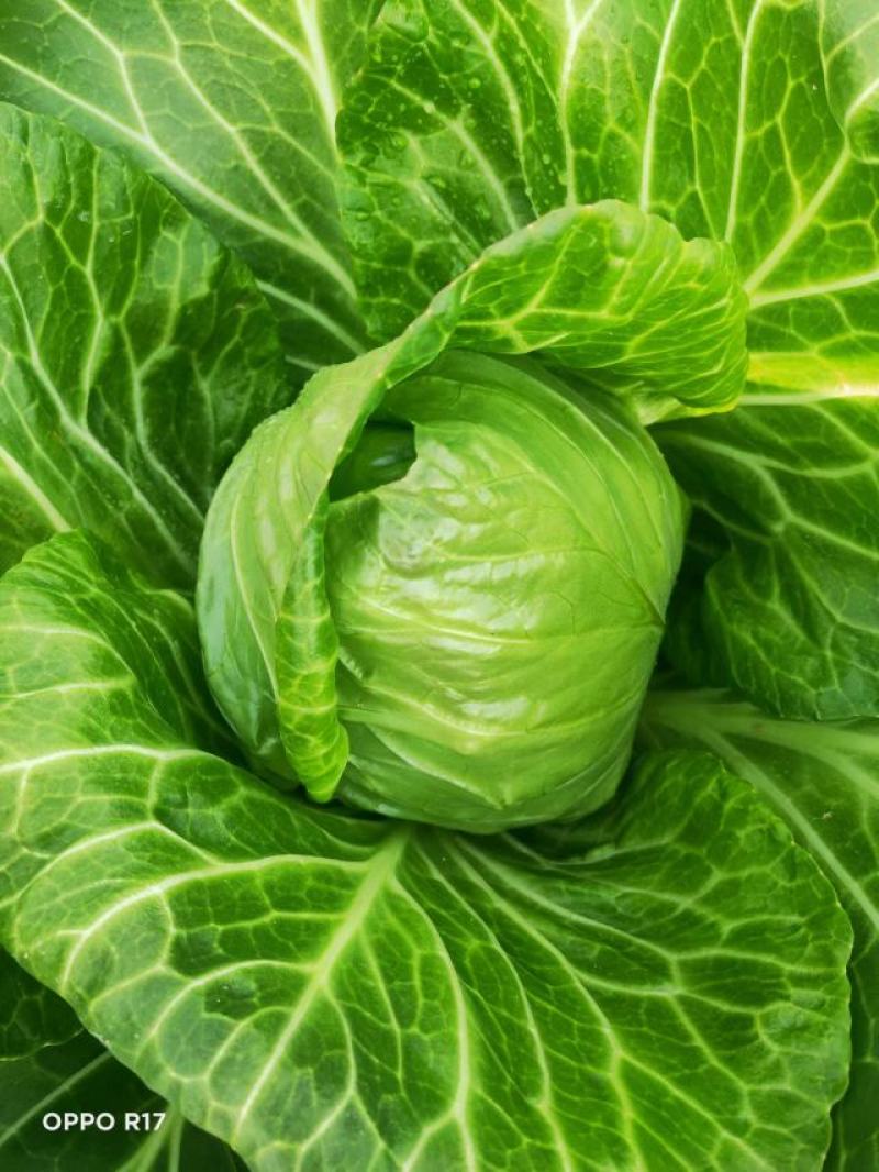 【精品】甘蓝圆包菜大量上市个头均匀净菜货源充足欢迎选购