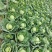 【精品】甘蓝圆包菜大量上市个头均匀净菜货源充足欢迎选购