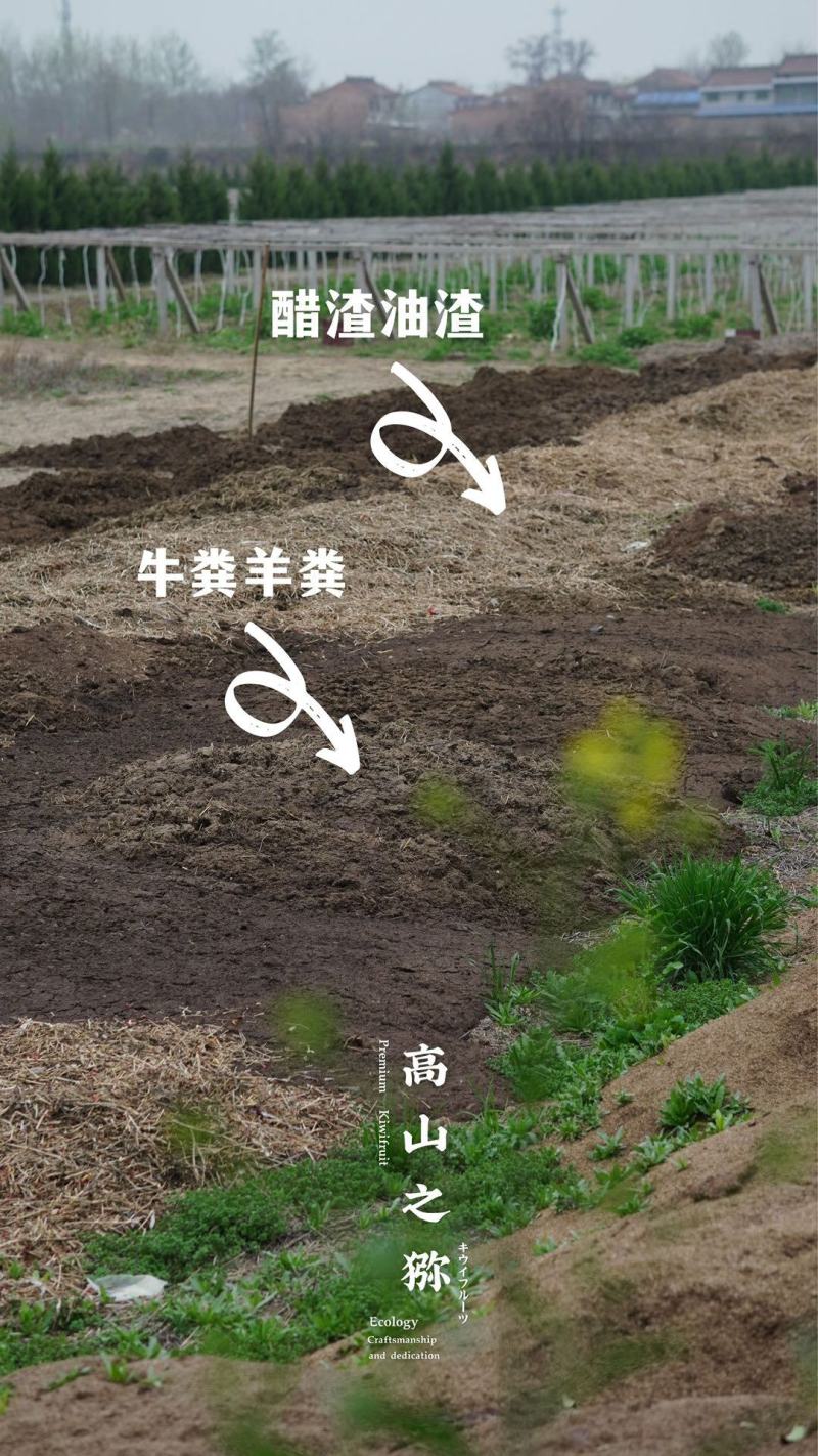 【一件代发】高山之猕TM/高山晚采徐香-特级高山晚采徐香