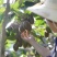 【一件代发】高山之猕TM/高山晚采徐香-特级高山晚采徐香