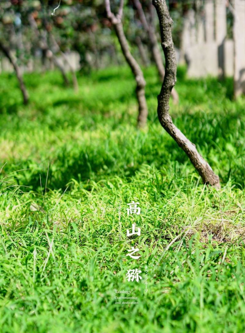 【一件代发】高山之猕TM/高山晚采徐香-特级高山晚采徐香