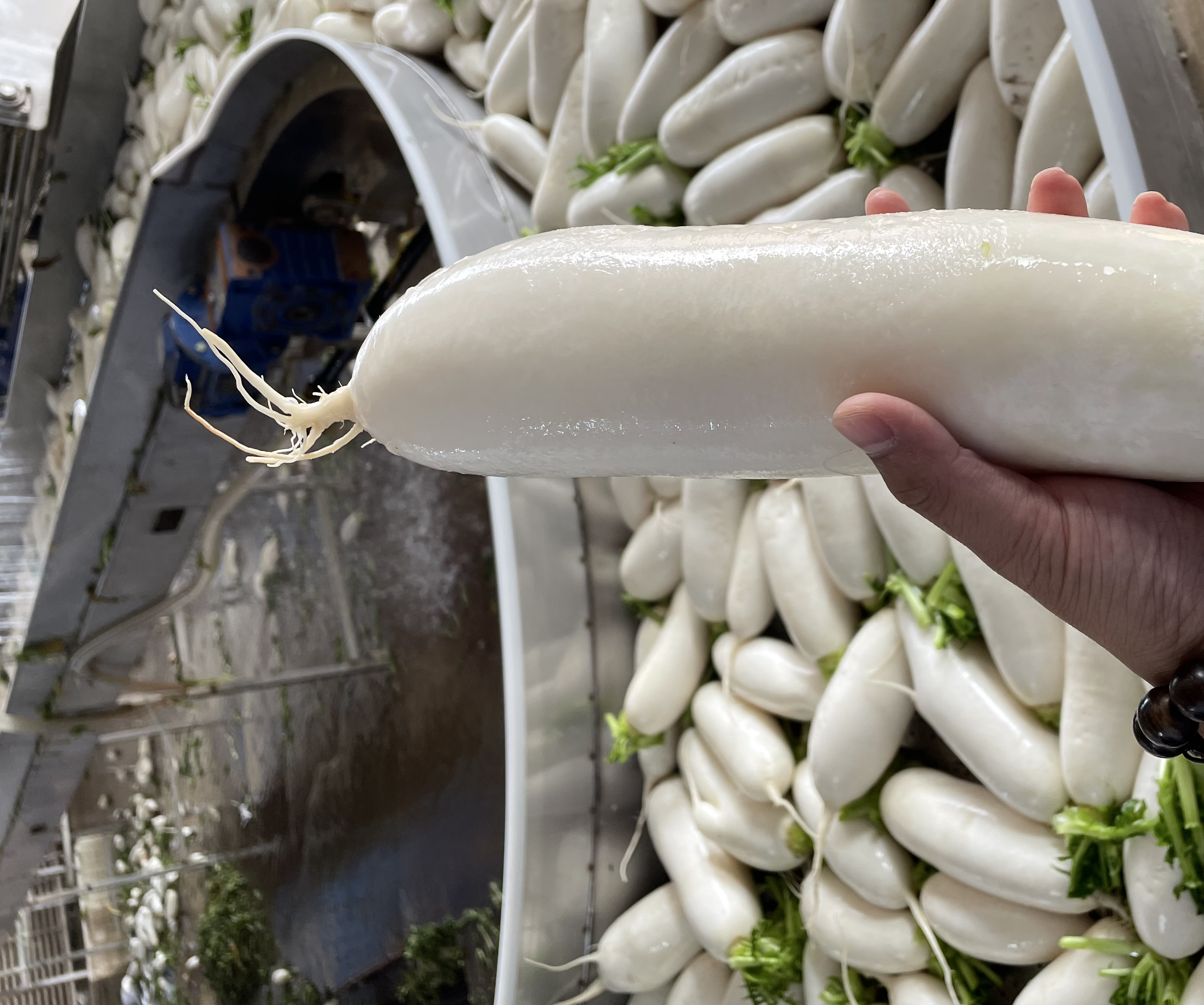 白萝卜清洗、切片、腌制、装盘的完整制作过程 白萝卜制作下酒菜全过程